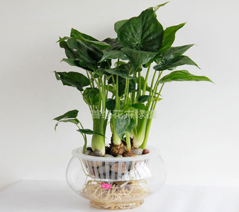 镇海花卉租摆公司